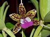 Сattleya aclandiae